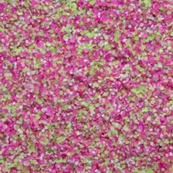 Effekt pulver - Sugar - Candy Dream - 10 - Sugar powder -glamandbeauty.se